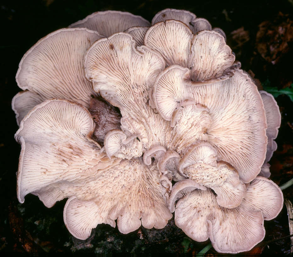 Image of Russulales