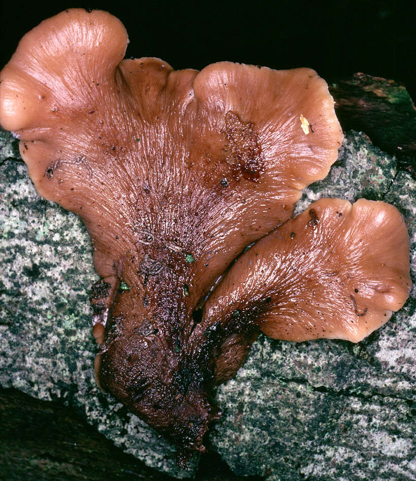 Image of Lentinellus vulpinus (Sowerby) Kühner & Maire 1934