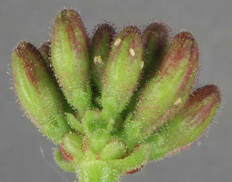 Image of twenty-plume moth