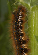 Слика од Euthrix potatoria Linnaeus 1758