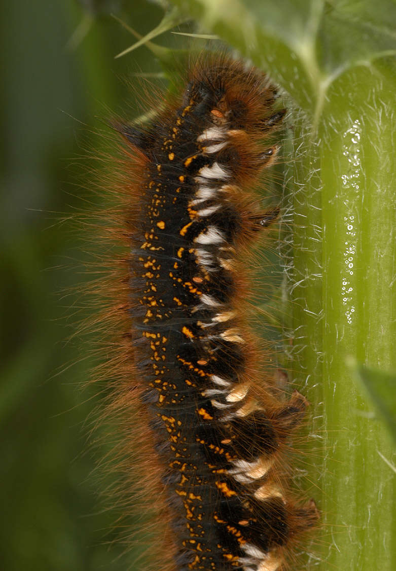 Слика од Euthrix potatoria Linnaeus 1758