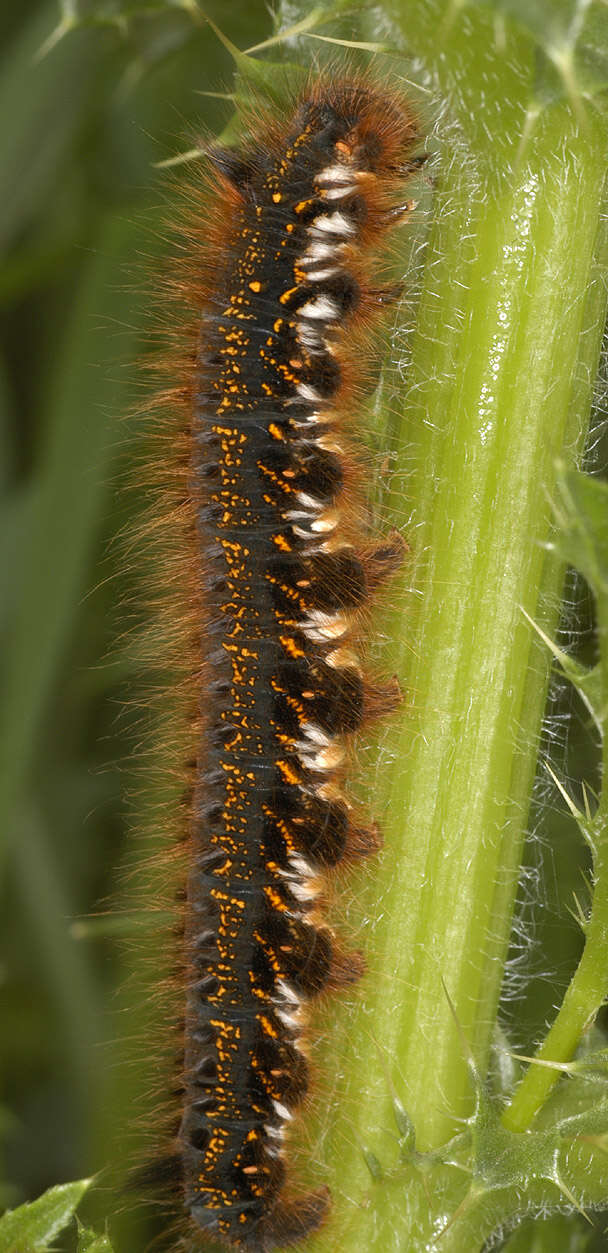 Слика од Euthrix potatoria Linnaeus 1758