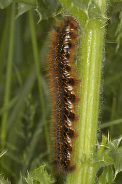 Слика од Euthrix potatoria Linnaeus 1758