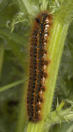 Слика од Euthrix potatoria Linnaeus 1758