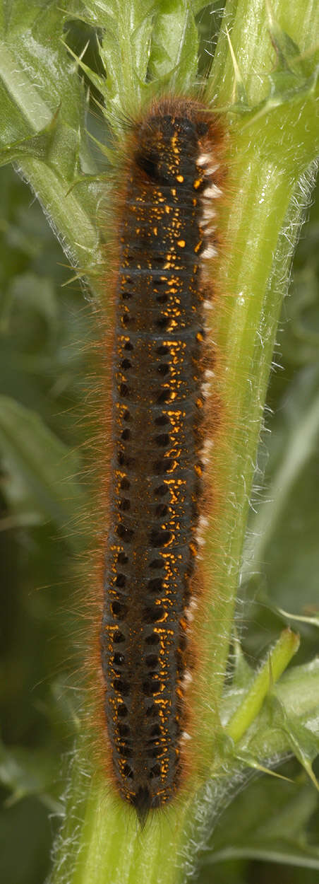 Слика од Euthrix potatoria Linnaeus 1758