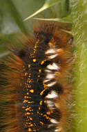 Слика од Euthrix potatoria Linnaeus 1758