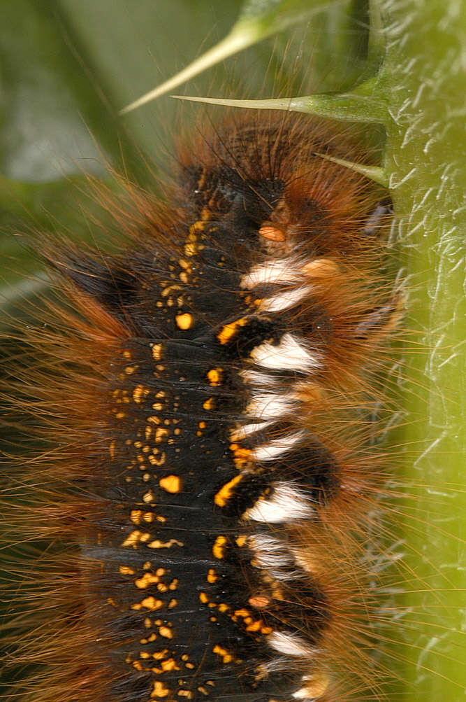 Слика од Euthrix potatoria Linnaeus 1758