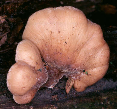 Image of Lentinellus vulpinus (Sowerby) Kühner & Maire 1934