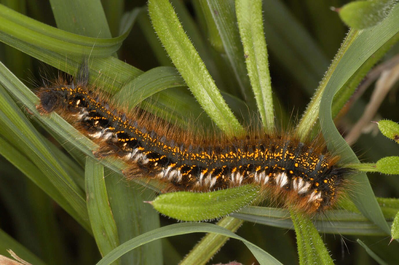 Слика од Euthrix potatoria Linnaeus 1758