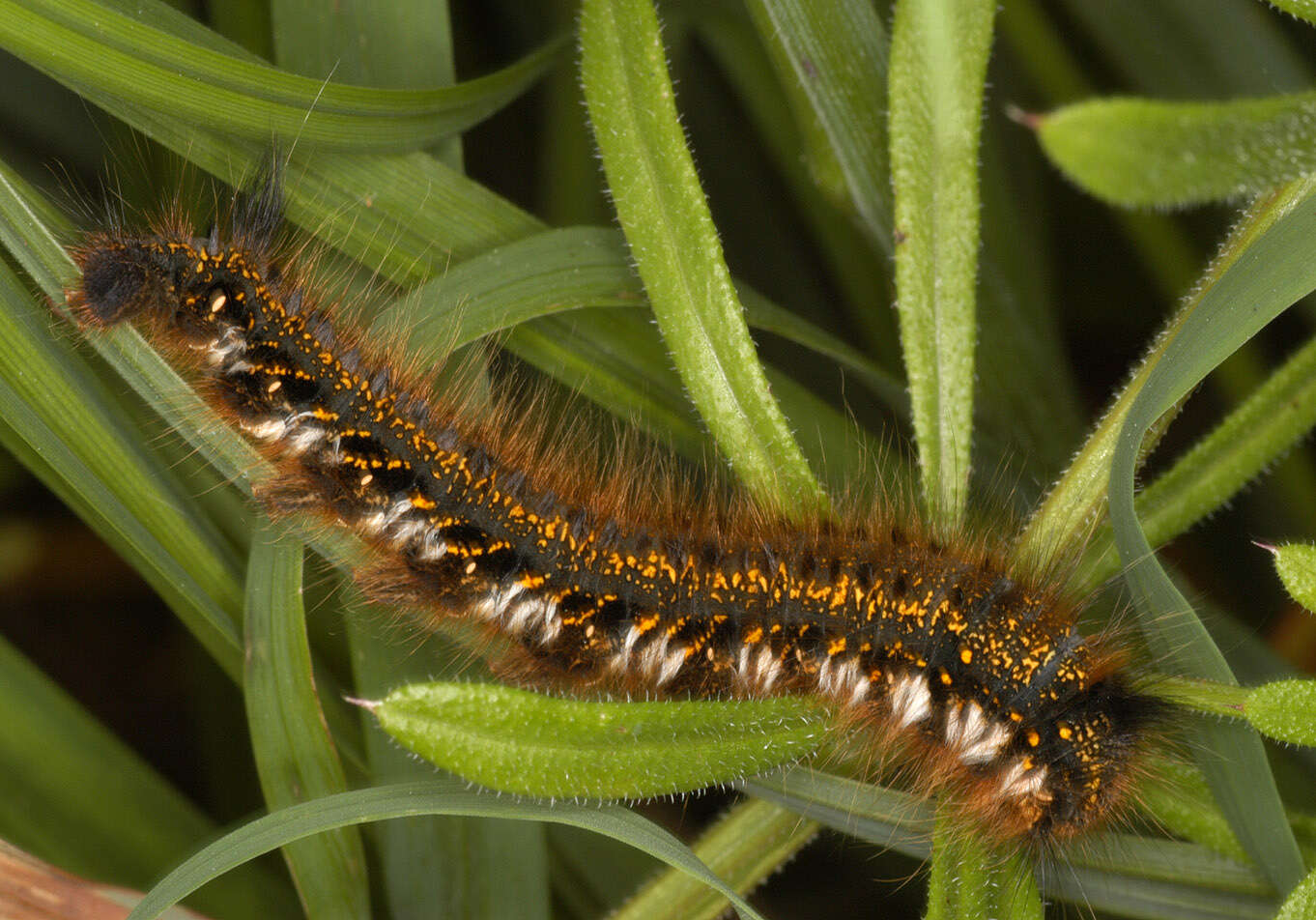 Слика од Euthrix potatoria Linnaeus 1758