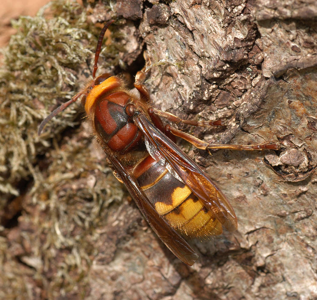 Image of Hornet