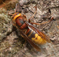 Image of Hornet