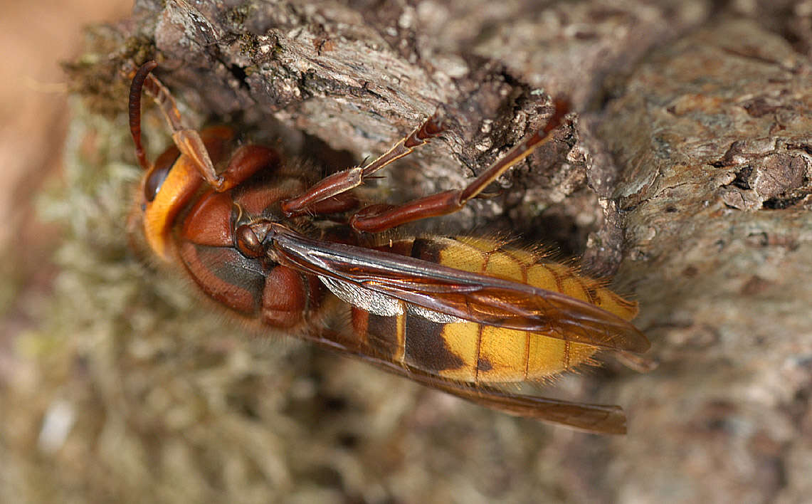 Image of Hornet