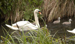 Image of Mute Swan