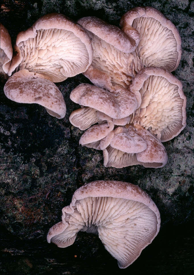 Image of Lentinellus vulpinus (Sowerby) Kühner & Maire 1934