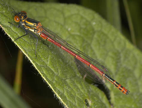 Image of Pyrrhosoma Charpentier 1840