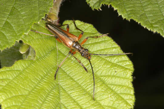 Image of Stenocorus meridianus (Linné 1758)