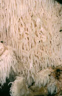 Hericium cirrhatum (Pers.) Nikol. 1950的圖片