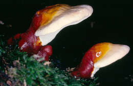 Image of lingzhi mushroom