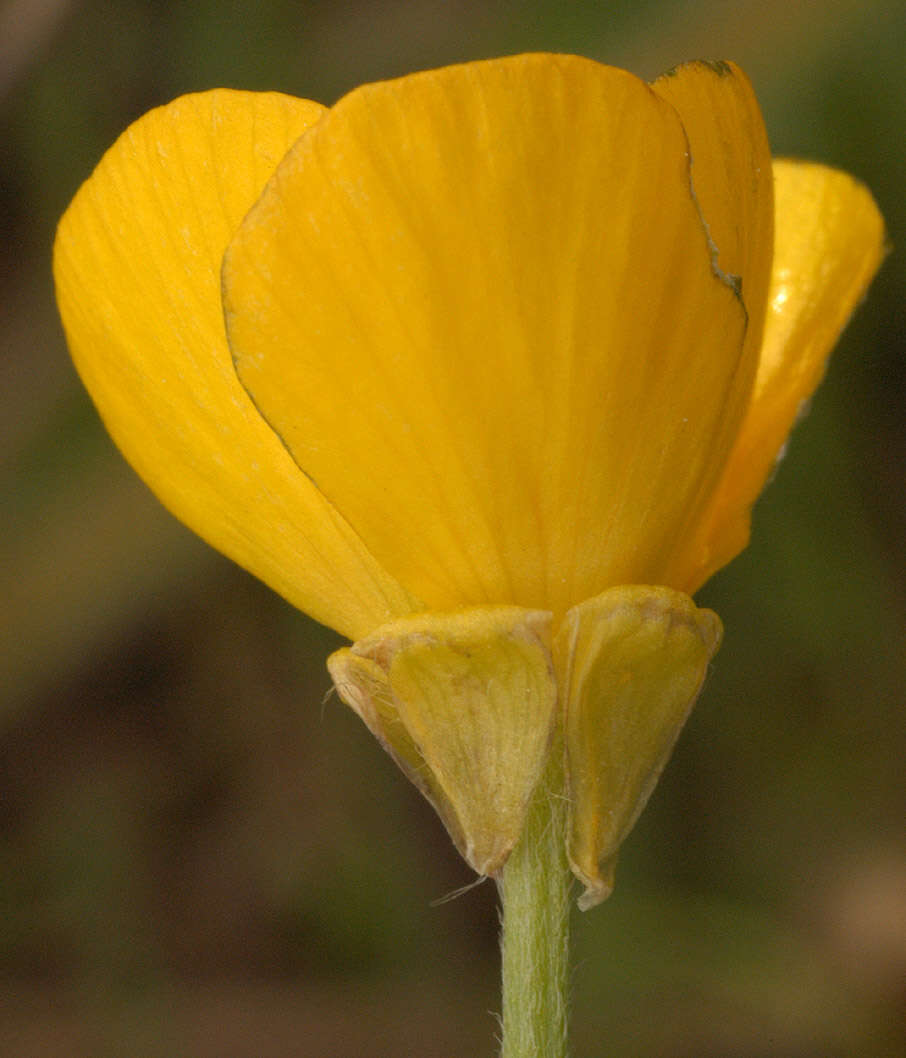 Ranunculus bulbosus L.的圖片