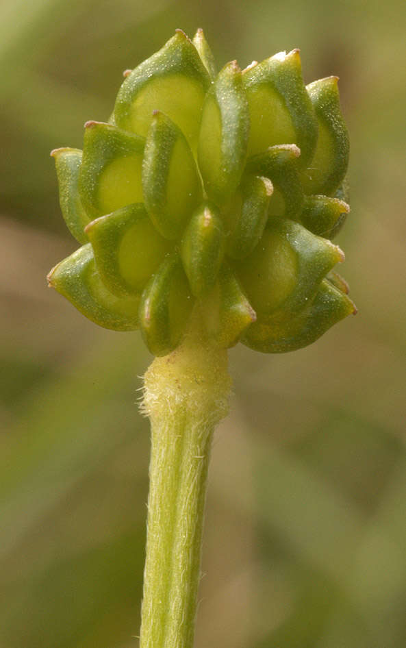 Ranunculus bulbosus L.的圖片