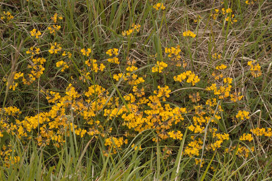 Image of Horseshoe-vetch