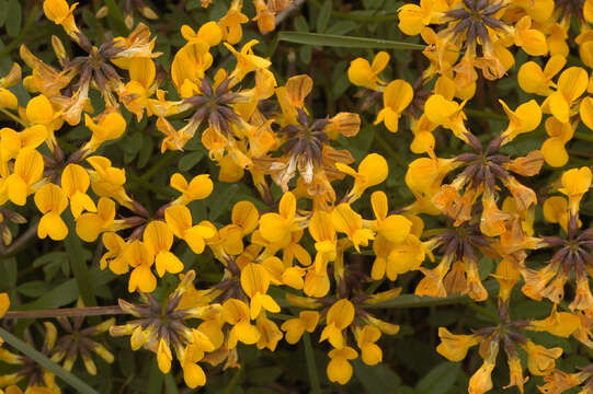 Image of Horseshoe-vetch