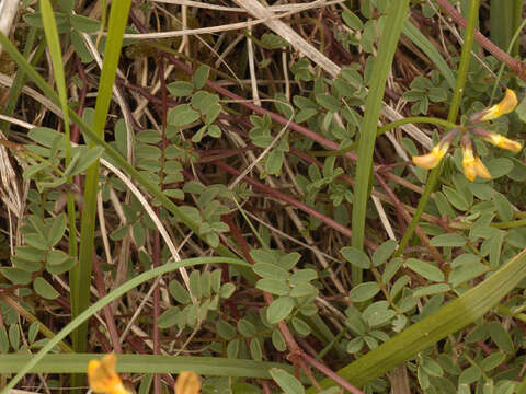 Image of Horseshoe-vetch