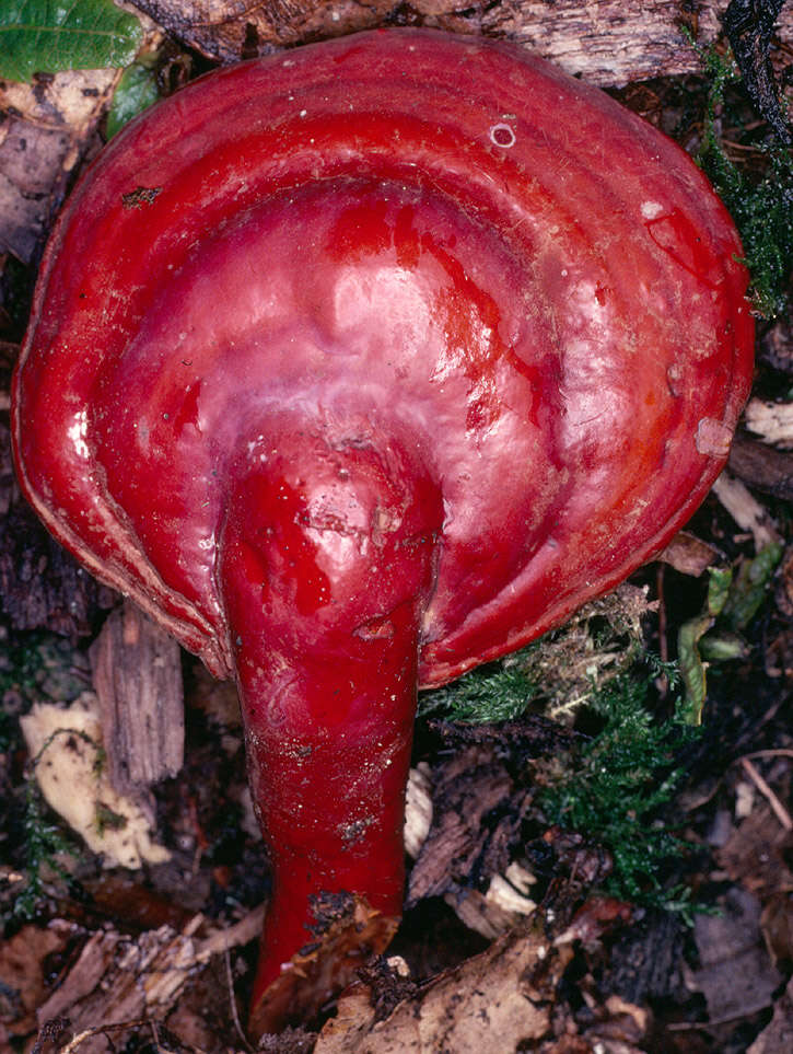 Image of lingzhi mushroom