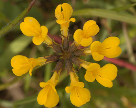 Image of Horseshoe-vetch