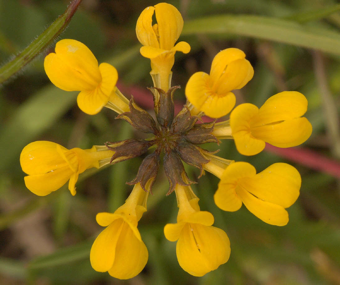 Imagem de Hippocrepis comosa L.