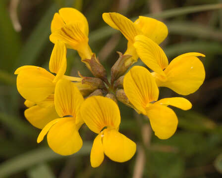 Image of Horseshoe-vetch