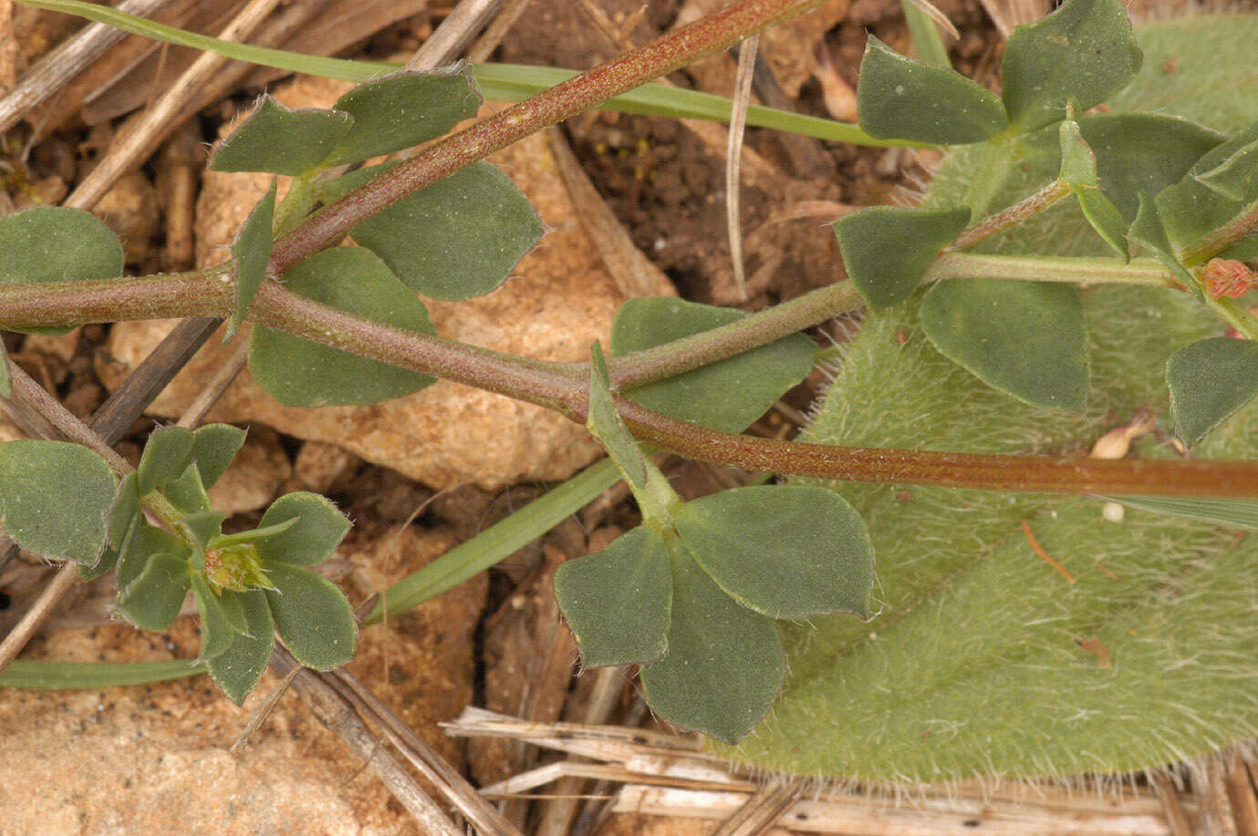 Image de lotier corniculé