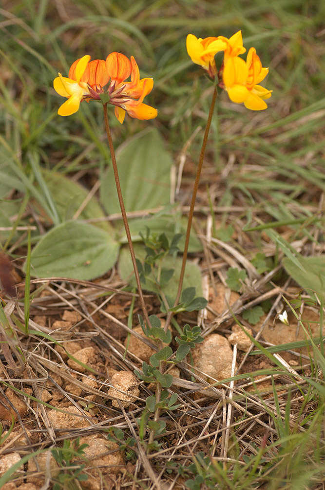 Image de lotier corniculé