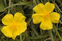 Image of Helianthemum nummularium subsp. nummularium