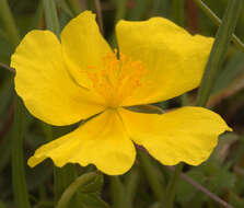 Image of Helianthemum nummularium subsp. nummularium