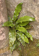 Image of Asplenium scolopendrium subsp. scolopendrium