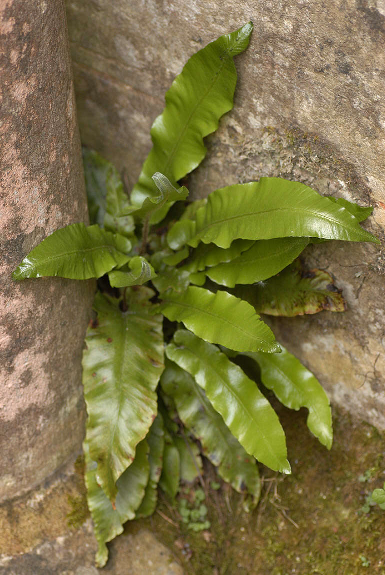 Image of Asplenium scolopendrium subsp. scolopendrium