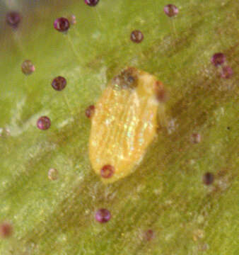 Image of twenty-plume moth