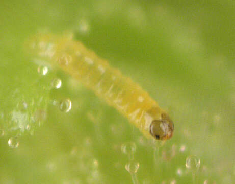 Image of twenty-plume moth