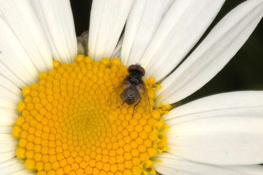 Image of Phasia pusilla Meigen 1824