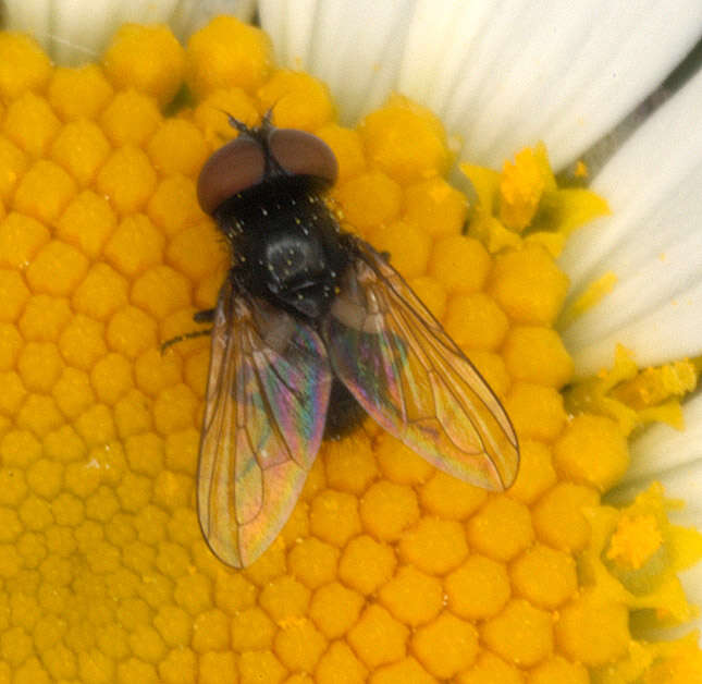 Image of Phasia pusilla Meigen 1824