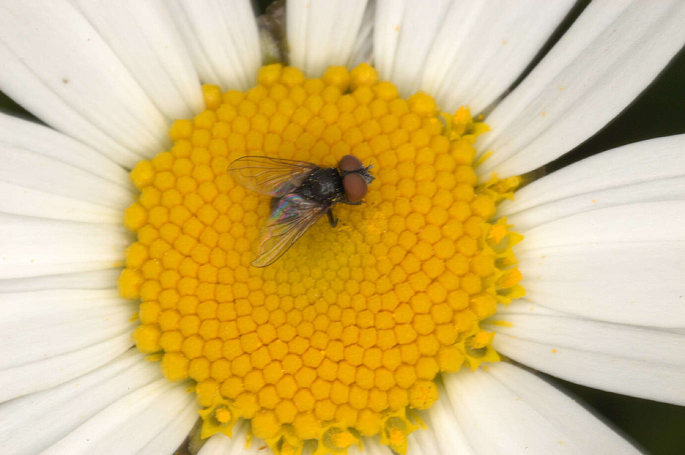 Image of Phasia pusilla Meigen 1824