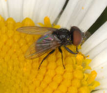 Image of Phasia pusilla Meigen 1824