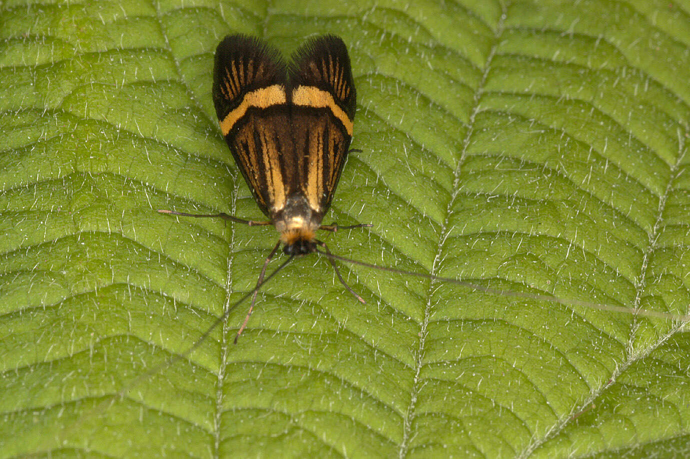 Image de Nemophora degeerella Linnaeus 1758