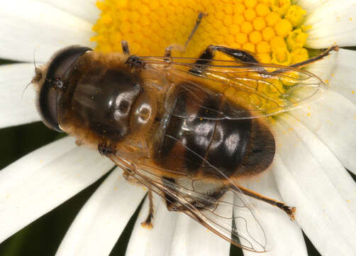 Image of drone fly