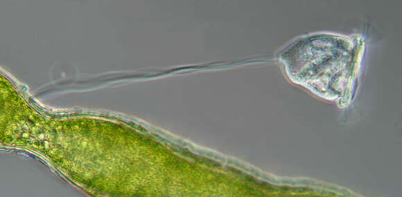 Image of Vorticellidae