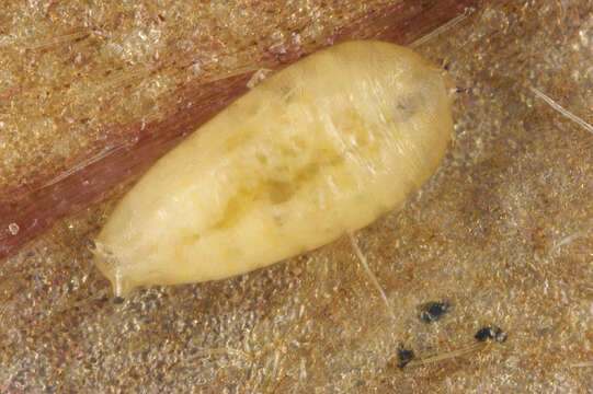 Image of Phytomyza ranunculi (Schrank 1803)