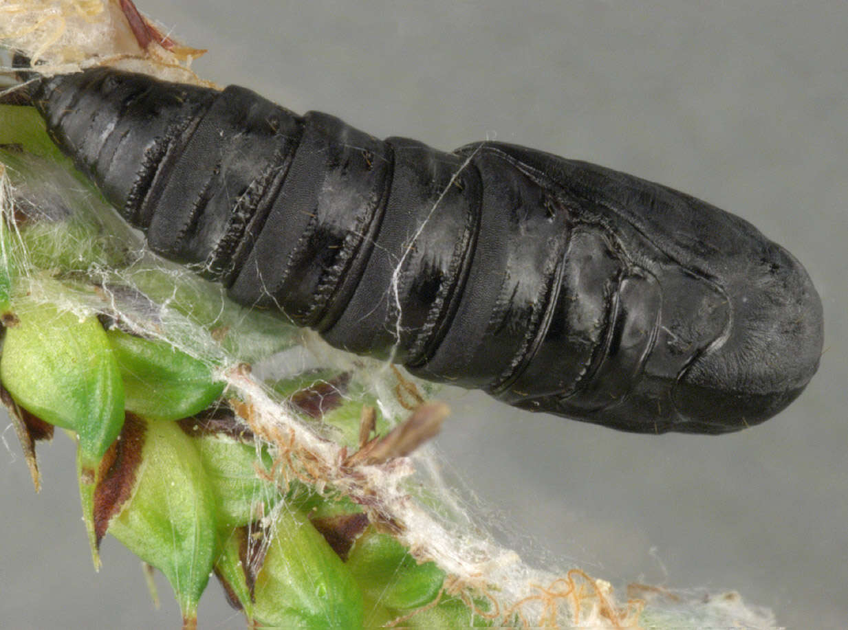 Image of leches twist moth