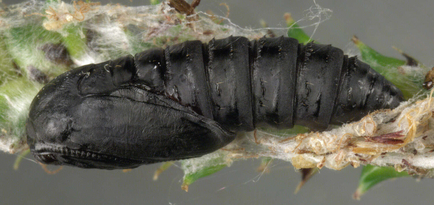 Image of leches twist moth